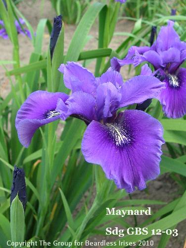 Maynard sdg GBS 12-03 (1)